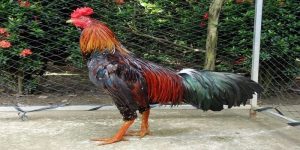 Một thần kê giỏi có khả năng thực hiện những động tác chiến thuật tốt