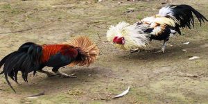 Cựa tròn và cựa dao phổ biến trong chọi gà cựa sắt