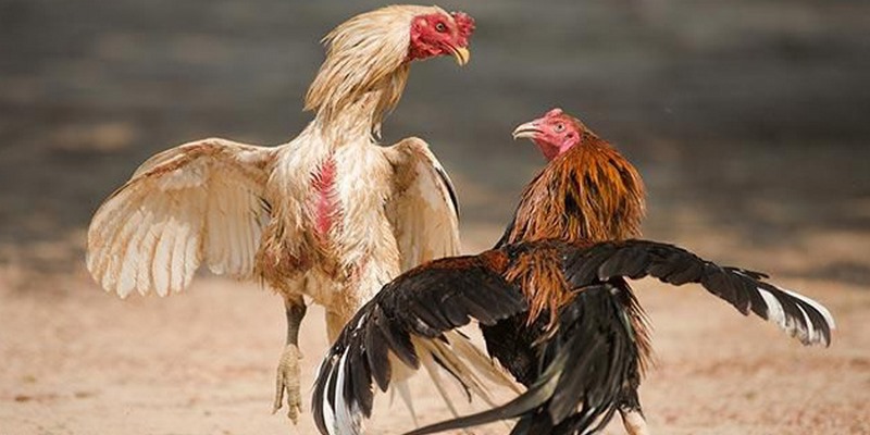 Chiến kê đá cựa sắt hay phải nhanh nhẹn, linh hoạt