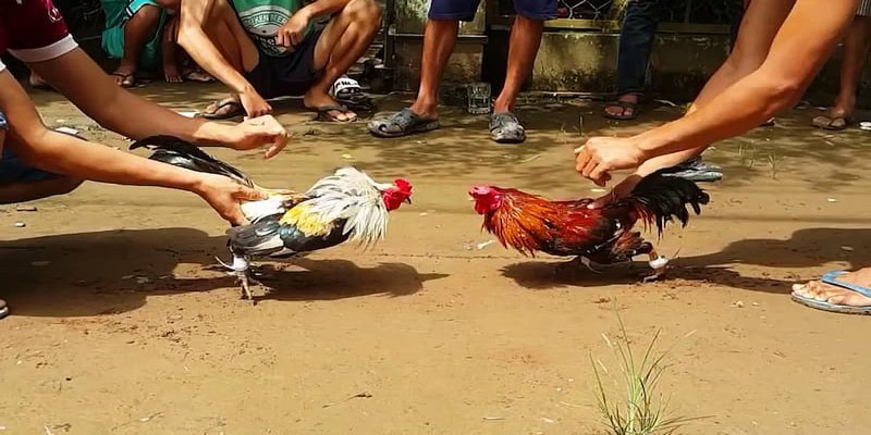 Đá gà cựa sắt hiểu đơn giản là chú gà được trang bị thêm chiếc cựa sắt để thi đấu